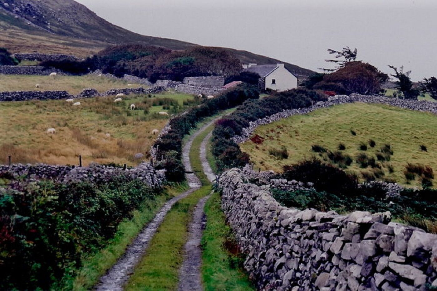 Trekking Ireland For Gaza