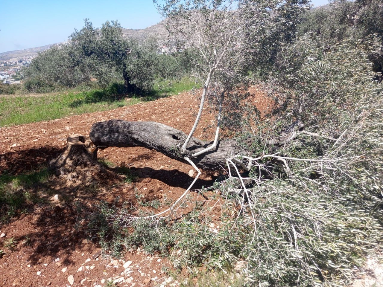 Israeli Settlers Uproot 100s of Olive Trees