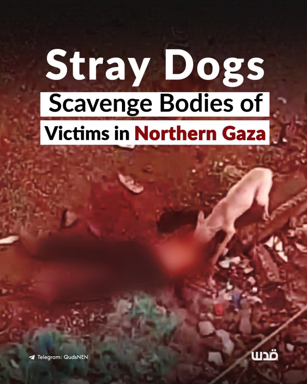 Stray Dogs Scavenge The Dead in Jabalia