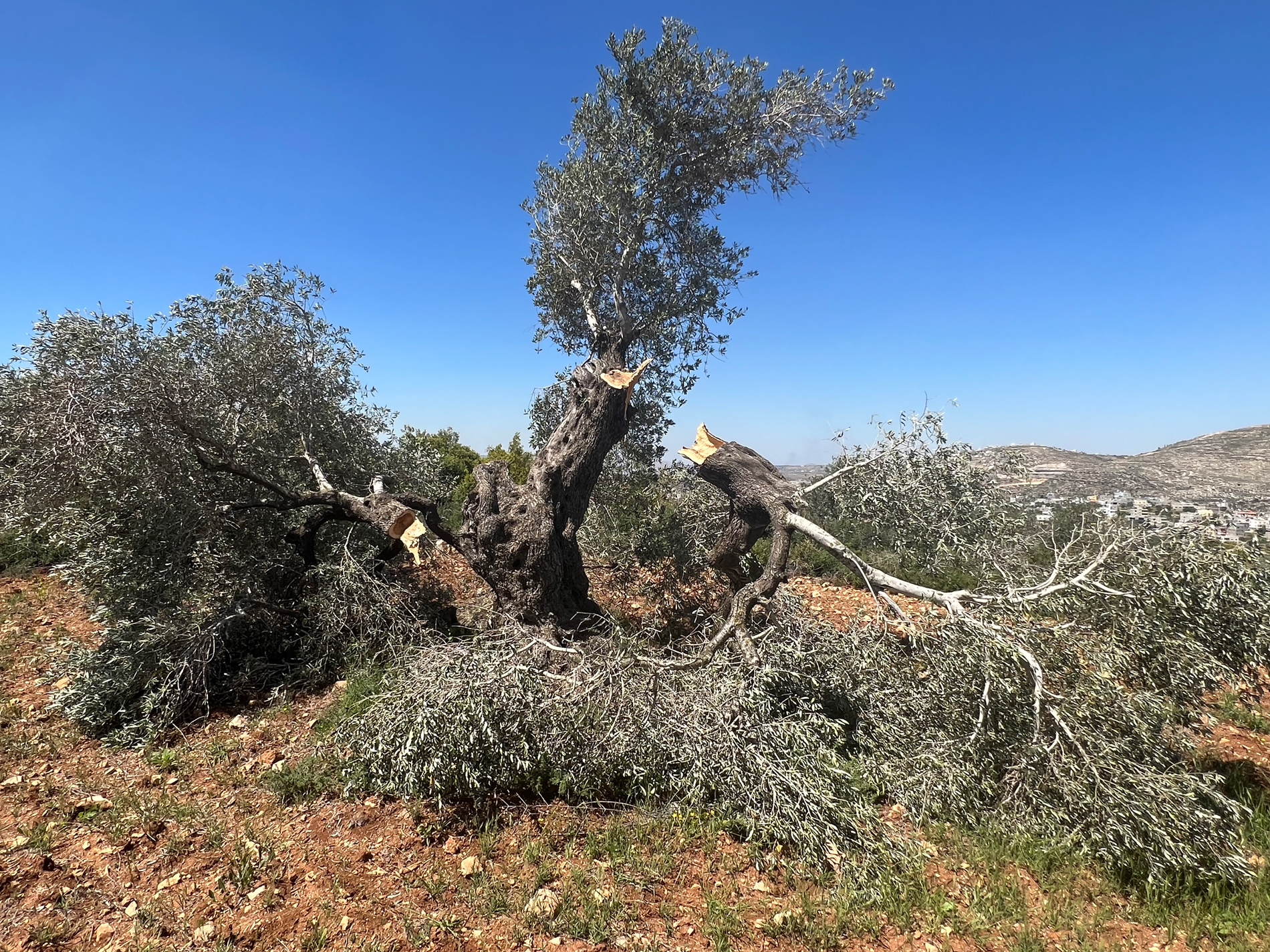 Israel Uproots 100s of Olive Trees in Palestine