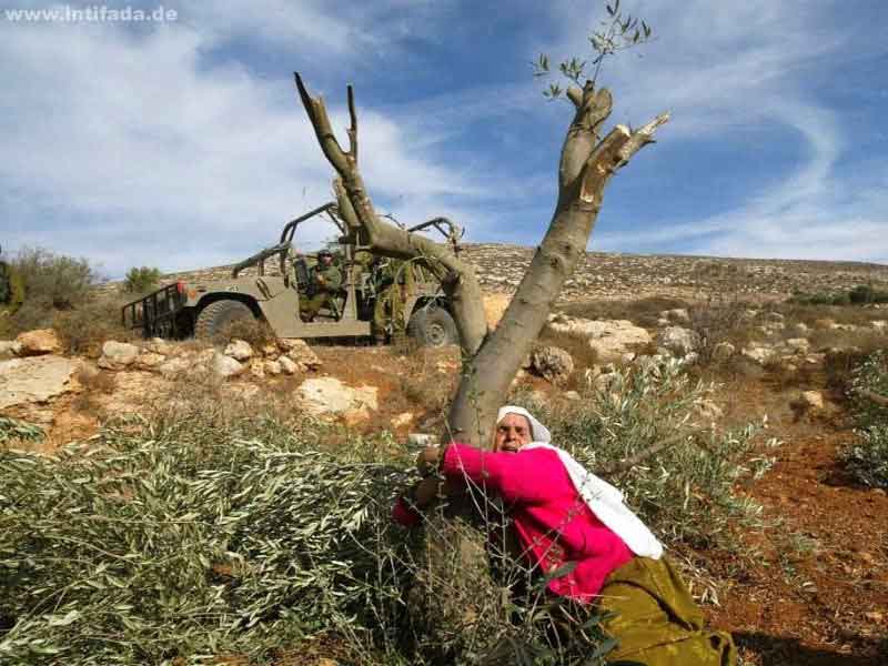 Israeli Settlers Uproot 400 Olive Trees
