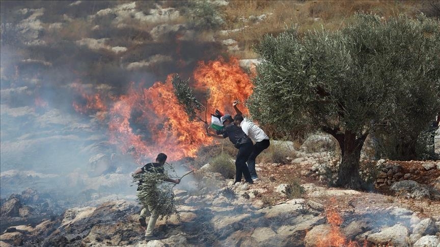 Israeli Settlers Set Palestinian Agricultural Lands on Fire