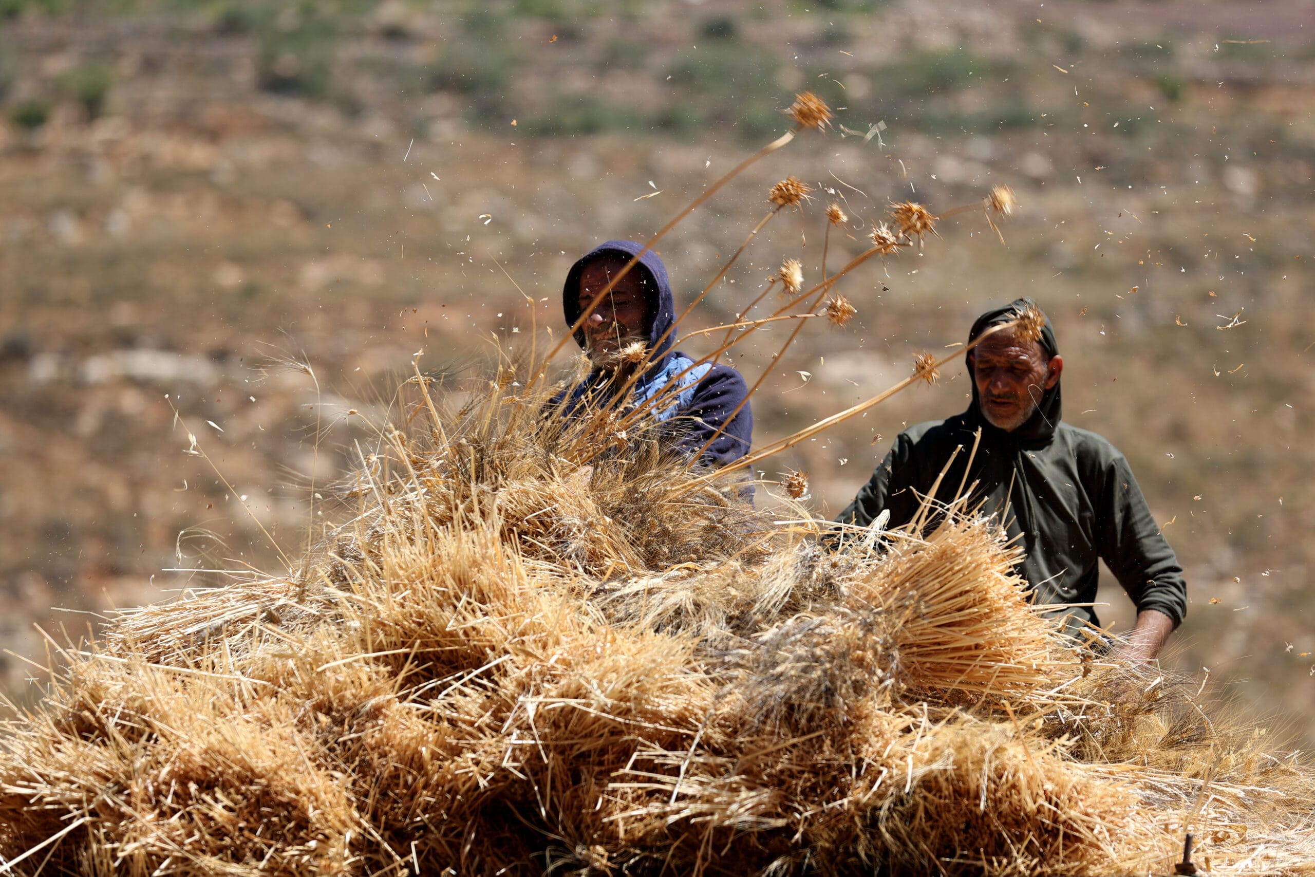 Protecting The Wheat Harvest From Israeli Settlers