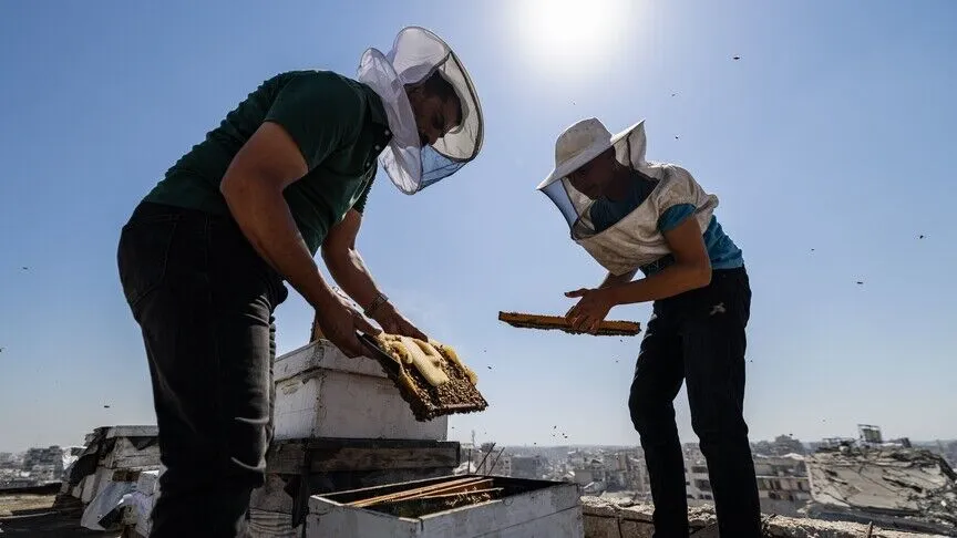 Israel Destroys 30,000 Beehives in Gaza