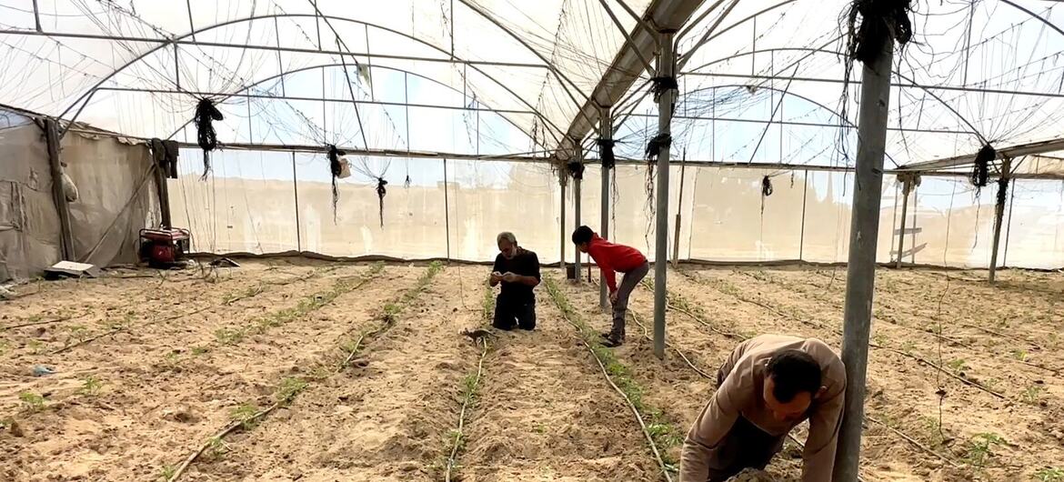 Building Among Destruction: UN Aids Gaza Farmers