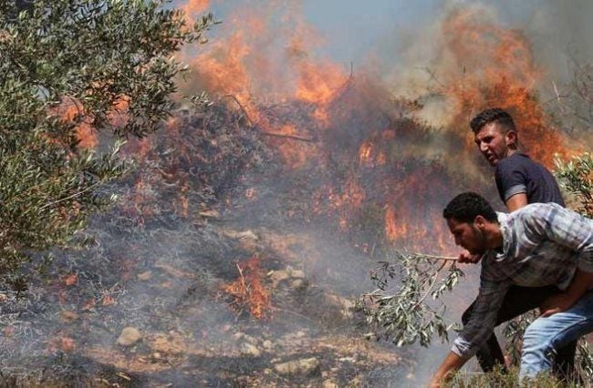 Israeli Settlers Set Fire to Palestinian Lands